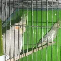 عروس هلندی و مینا