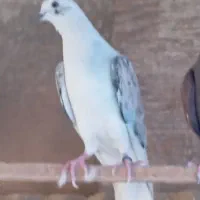 کفتر کبکی گرفتنی