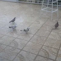 کبوتر گره خوب و انواع کبوتر فروشی با قیمت ارزان