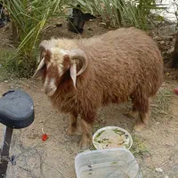 بره عربی چاغ وسرحال