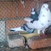 سه جفت کبوتر پرشی بسیار عالی و خوش سو و خوش خال
