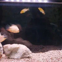 ردچیک و الکتریک بلو و سوروم و لجن خوار