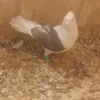 کبوتر|پرنده|مشهد, دریادل|دیوار