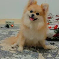 پامر ماده کاملا سالم بازیگوش مناسب آپارتمان بیصدا