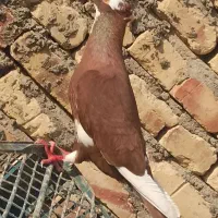 کفتر کبوتر گمشده