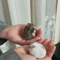 همسترهای اهلی|موش و خرگوش|تبریز, |دیوار