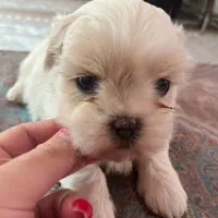 شیتزو مالتیز