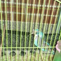 چندعدد پرنده به فروش میرسد|پرنده|لاران, |دیوار