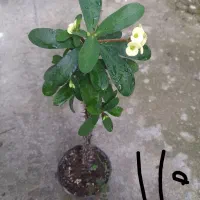 انواع گل و گیاه مناسب روز مادر|گل و گیاه طبیعی|رشت, بیجارپس|دیوار