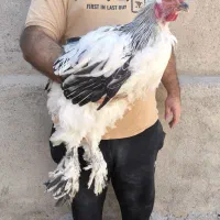 خروس برهما لایت و بلو لایت