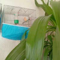 قناری|پرنده|فولادشهر, B7|دیوار