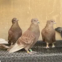 سه تا نر سرخ کاکولی مور دمگیر دمدار