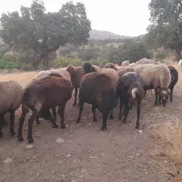 گوسفند|حیوانات مزرعه|کوهدشت, |دیوار