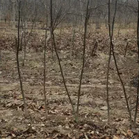 نهال گردو محلی درجه یک ضمانتی