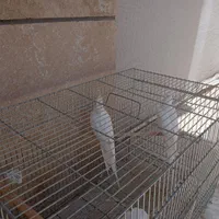 عروس هلندی|پرنده|اصفهان, الهیه|دیوار