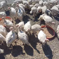 سلام بقلمون بیوتی 6 سالم واکسن خورده