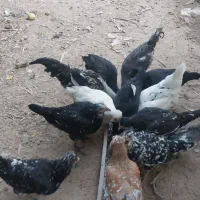 فروش تعدادمحدودی از این مجموعه گلین