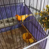 قناری نر بخون قرمز قدیم|پرنده|اردبیل, |دیوار