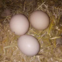 تخم مرغ محلی تازه