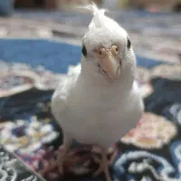 عروس هلندی گم شده