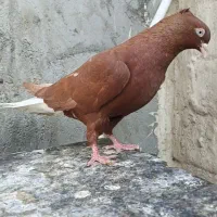 کبوتر