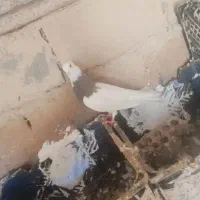 کبوتر طوقی سرکه ای