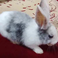 خرگوش