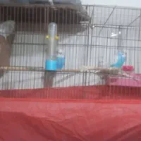 مرغ عشق انگلیسی|پرنده|اهواز, نادری|دیوار