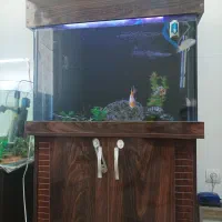 آکواریوم و تعدادی ماهی