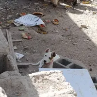 سگ افقان|سگ|سیرجان, |دیوار