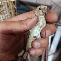 سهره