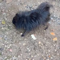 سگ پا کوتا پامر نر بالغ|سگ|بابل, |دیوار