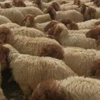 کود گوسفند ب صورت عمده