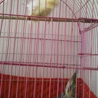 جفت عروس هلندی