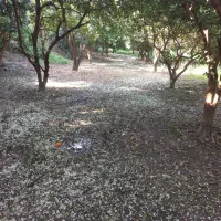 باغ-مرکبات-500-متری-جاده-اصلی