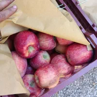 سیب درج یک|خوردنی و آشامیدنی|آباده, |دیوار