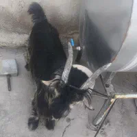 بیگ|حیوانات مزرعه|مسجد سلیمان, |دیوار