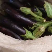 بادمجان چابلندی درجه یک بادمجان گوسفندی هم داریم|خوردنی و آشامیدنی|نیشابور, سرآب کوشک|دیوار