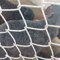 فروش بره نر کشتاری|حیوانات مزرعه|چادگان, |دیوار
