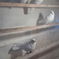 کبوتر سفید|پرنده|معصومیه, |دیوار