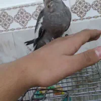 عروس هلندی خاص|پرنده|مشکین‌دشت, |دیوار