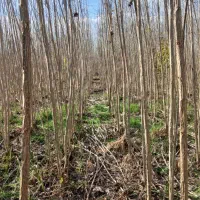 نهال صنوبر اصلاح شده شرکت چوکا