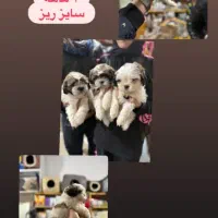 توله ها اصیل