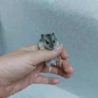 همستر های بندانگشتی