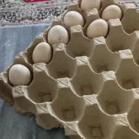 تخم لاری نسل دار