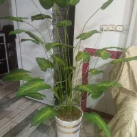 گل مصنوعی خارجی ۲میلیون ۳۰۰هزارتومن