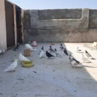 کفتر  کبوتر|پرنده|مهریز, |دیوار