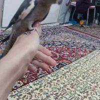 گمشده|حیوانات|بجنورد, |دیوار