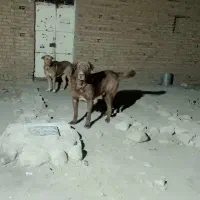 سگ عراقی اصل