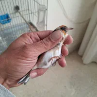 ماده سهره عشق بازی|پرنده|اصفهان, شهید رجایی|دیوار